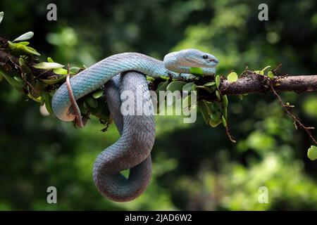 Serpent à vipère de fosse à lèvres blanches bleues sur une branche, Indonésie Banque D'Images