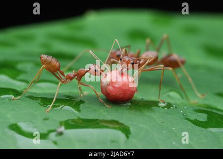 Trois fourmis tisserands sur une feuille humide mangeant une baie, Indonésie Banque D'Images