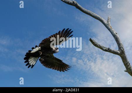 Le Cockatoo noir à bec court (Calyptorhynchus latirostris) en vol, en Australie Banque D'Images