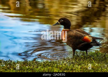 Femelle de Shelduck australien (Tadorna tadornoides) debout dans une rivière, Perth, Australie occidentale, Australie Banque D'Images