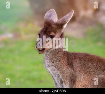 Portrait d'un kangourou gris occidental (Macropus fuliginosus), Australie occidentale, Australie Banque D'Images