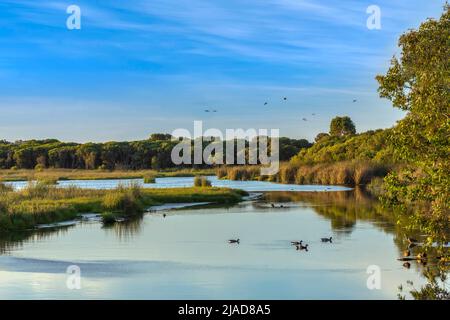 Paysage humide, parc national de Yanchep près de Perth, Australie occidentale, Australie Banque D'Images