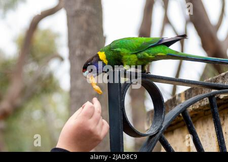 Personne nourrissant un perroquet australien (Barnardius zonarius semitorquatus), Australie occidentale, Australie Banque D'Images