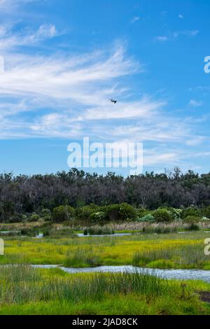 Oiseaux volant au-dessus des terres humides rurales, parc national de Yanchep près de Perth, Australie occidentale, Australie Banque D'Images