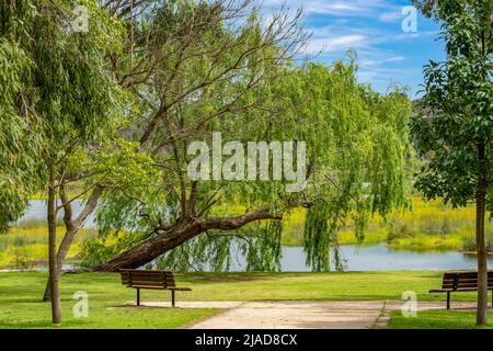 Deux bancs près d'un lac marécageux, parc national de Yanchep près de Perth, Australie occidentale, Australie Banque D'Images