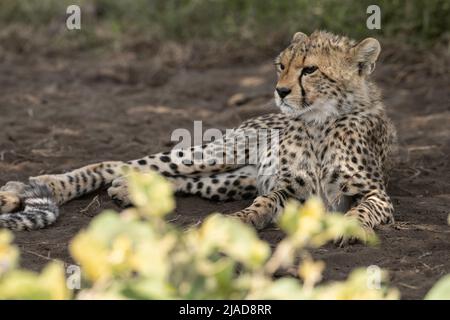 Cheetah cub reposant à l'ombre, Tanzanie Banque D'Images