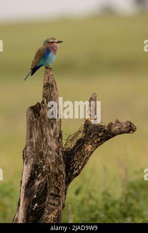 Rouleau aux brises de lilas perchée, parc national de Serengeti Banque D'Images