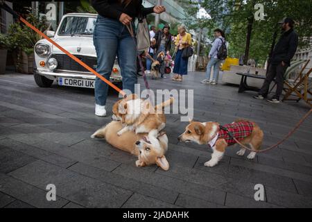 Londres, Royaume-Uni. 29th mai 2022. Corgis jouant à l'extérieur d'un café pop-up Corgi qui a ouvert à Londres pour célébrer la race de chien préférée de la Reine dans le cadre des célébrations du Jubilé de platine de sa Majesté. Credit: Kiki Streitberger / Alamy Live News Banque D'Images