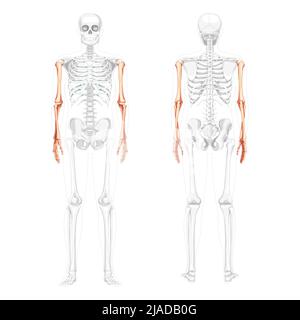 Squelette bras vue arrière avant humaine avec position des os partiellement transparente. Jeu de 3D mains, avant-bras réaliste plat naturel couleur concept illustration vectorielle de l'anatomie isolée sur fond blanc Illustration de Vecteur