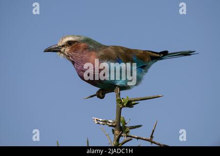 Rouleau à la coupe lilas perché sur une épine d'acacia, Tanzanie Banque D'Images