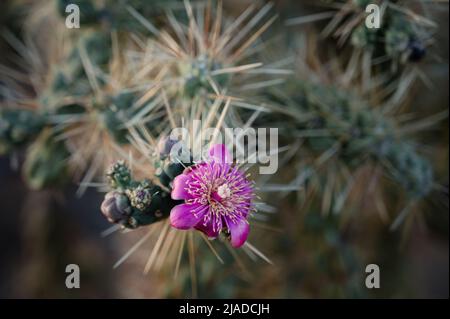 Fleur rose vif sur cactus de la corolle Banque D'Images