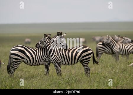 Zèbres de repos têtes, parc national de Serengeti Banque D'Images