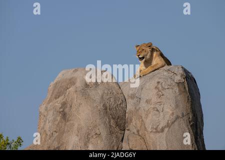 Lion sur Kopje, parc national de Serengeti Banque D'Images