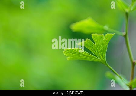 Ginkgo biloba plante dans le jardin vert d'été.médecine alternative et homéopathie.Green Pharmacy.Ginko green close-up. Plantes médicinales Banque D'Images