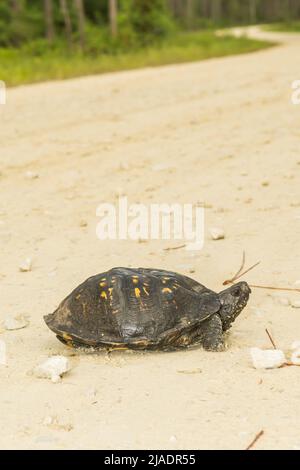 Gulf Coast Box Turtle - Terrapene carolina Major Banque D'Images