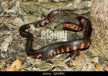 Serpent de boue de l'est - Farancia abacura Banque D'Images
