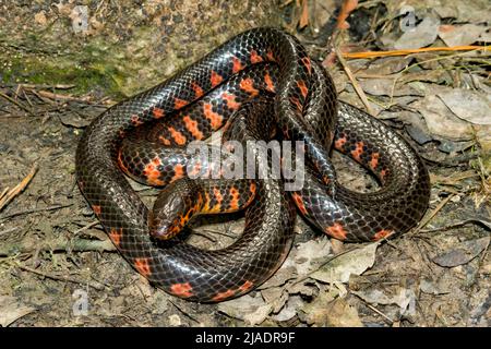 Serpent de boue de l'est - Farancia abacura Banque D'Images