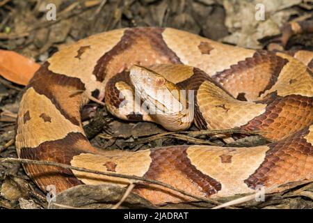 Serpent à tête de copervers de l'est - Agkistrodon contortrix Banque D'Images