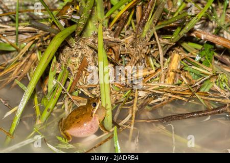 Grenouille d'arbre d'écureuil - Hyla squirella Banque D'Images