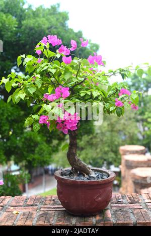 Bougainvillea rose en pleine croissance à Nha Trang Vietnam Banque D'Images