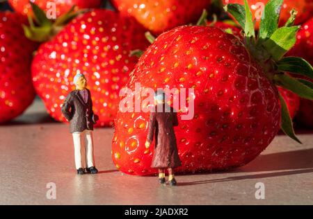 Allemagne. 28th mai 2022. Dans cette illustration, de petites figures sont représentées en regardant les fraises. Crédit : SOPA Images Limited/Alamy Live News Banque D'Images