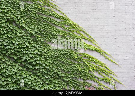 Ivy grandit sur un mur de briques blanches Banque D'Images