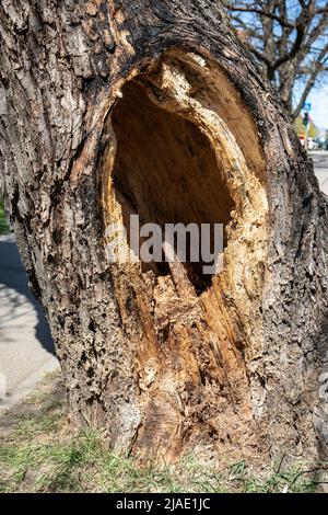 Creux dans un grand arbre près de la rue. Jour ensoleillé. Banque D'Images