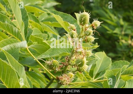 Aesculus flava, rouge jaune, rouge commun ou rouge doux. Jeunes petites graines de l'arbre Aesculus flava. Gros plan. Banque D'Images