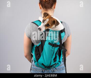 La femme caucasienne porte le chien de terrier Jack russell dans son sac à dos. Banque D'Images