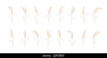 Ensemble d'herbe de pampas. Séchez la cortaderia dans les couleurs beige. Fleurs séchées de Bohème. Illustration vectorielle isolée sur fond blanc. Design tendance Illustration de Vecteur