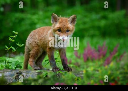 Renard roux, vulpes vulpes, petit jeune cub en forêt. Mignons petits prédateurs sauvages dans l'environnement naturel. Scène de la faune de la nature Banque D'Images