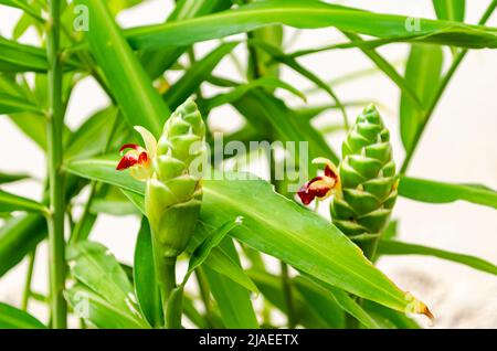 La plante de gingembre fleurit de petites fleurs rouges et jaunes sur une tête de fleur allongée. Banque D'Images
