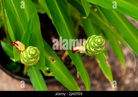 La plante de gingembre fleurit de petites fleurs rouges et jaunes sur une tête de fleur allongée. Banque D'Images