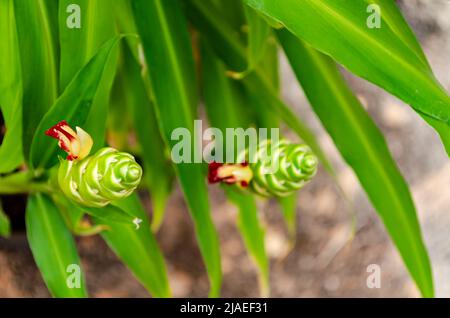 La plante de gingembre fleurit de petites fleurs rouges et jaunes sur une tête de fleur allongée. Banque D'Images