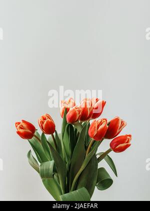 Arrière-plan esthétique avec bouquet de tulipes rouges sur fond neutre clair. Image verticale de tulipes parfaites avec espace de copie pour le texte. Fleurs de printemps. Vendre des tulipes. Ambiance printanière. Vue de dessus ou plan de travail Banque D'Images