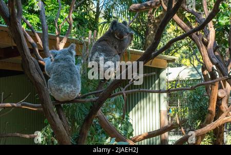 Deux koalas (Phascolarctos cinereus) perchés sur un arbre à Sydney, Nouvelle-Galles du Sud, Australie (photo de Tara Chand Malhotra) Banque D'Images