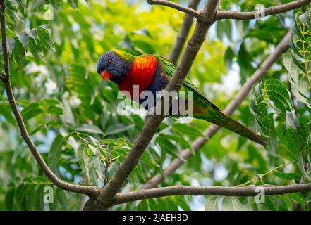 Un Lorikeet arc-en-ciel (Trichoglossus moluccanus) perché sur un arbre à Sydney, Nouvelle-Galles du Sud, Australie (photo de Tara Chand Malhotra) Banque D'Images