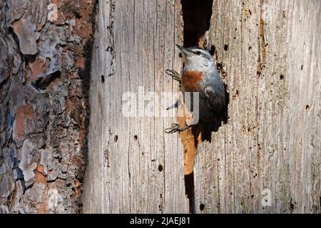 Nuthatch de Krüper, forêt d'Achladeri, Lesvos, Grèce, mai 2022 Banque D'Images