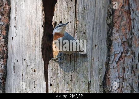 Nuthatch de Krüper, forêt d'Achladeri, Lesvos, Grèce, mai 2022 Banque D'Images