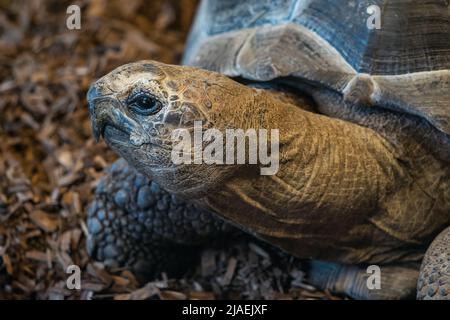 Tortue géante d'Aldabra, Aldabrachelys gigantea Banque D'Images