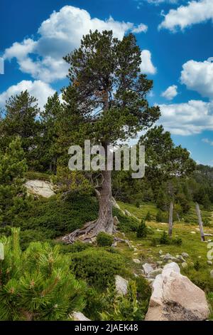 Dans un arbre de pin de montagne Pyrénées espagnoles Banque D'Images