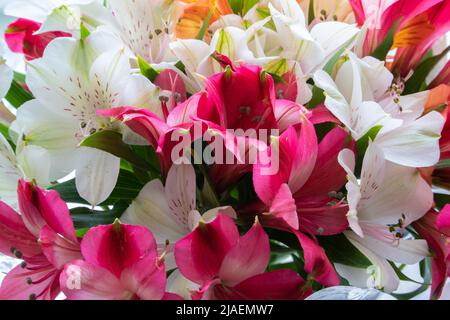 Magnifique alstroemeria rose, blanc et orange bourgeons gros plan. Macro. Arrière-plan du ressort Banque D'Images