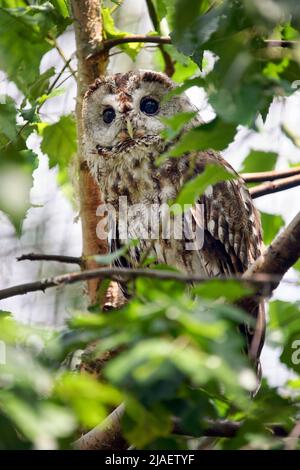 Chouette hulotte - Strix Aluco enr. Banque D'Images