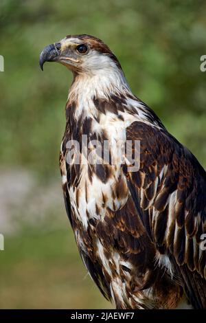 Aigle juvénile africain - Haliaeetus chvocifer Banque D'Images