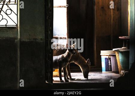 La mère de Canis aureus et son cub sont entrés dans une maison pour se nourrir à midi. Le bébé a curieusement reniflé toutes les choses à côté de lui essayant d'entrer dans la chambre de la maison et sa mère a immédiatement osé et l'a averti. Tehatta, Bengale-Occidental, Inde. Banque D'Images