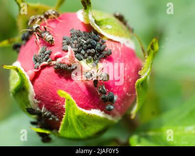 petits pucerons dans le jardin sur les boutons roses; ravageurs des plantes à fleurs. puceron noir et fourmis sur les jeunes roses Banque D'Images