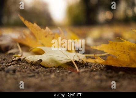 Feuilles d'automne séchées et tombées dans le parc sur fond flou Banque D'Images