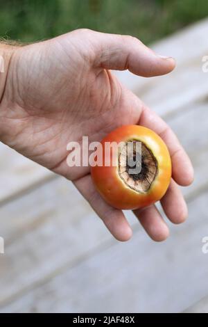 Tomates cerises malades affectées par la maladie vertex rot dans la main de fermier Banque D'Images