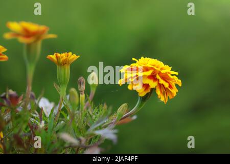 Tête de fleur de Tagetes patula dans le jardin. Plante de Marigold française à fleurs jaunes avec fond vert. Banque D'Images