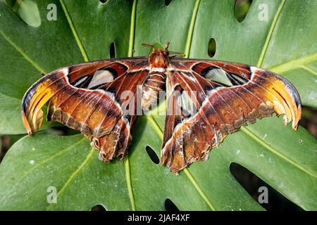 Atlas Moth at the Butterfly Gardens, Middleton Farm, Ditchling Common, East Sussex, Royaume-Uni.19th mai 2022. DavidSmith/Alamy Banque D'Images